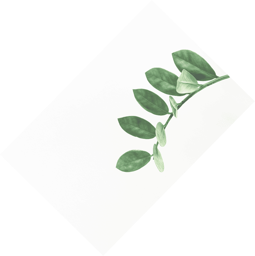Folhas decorativas