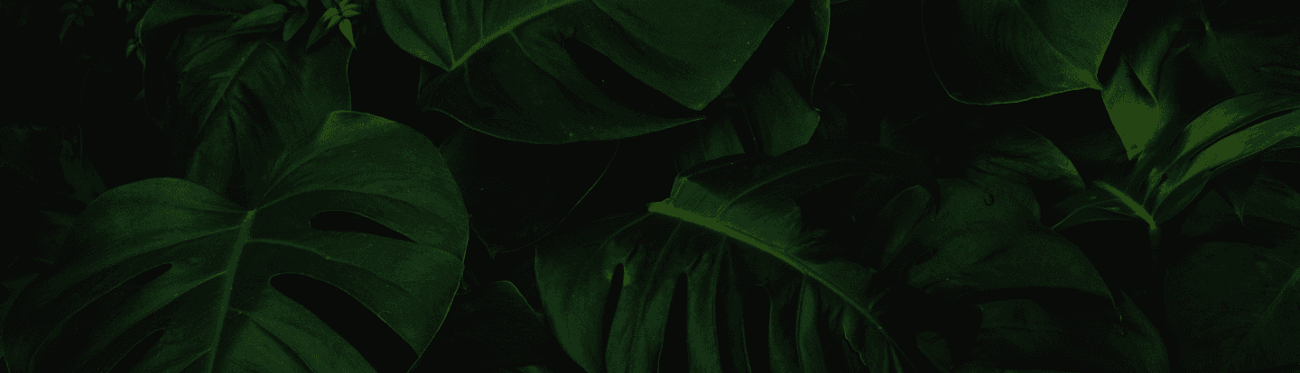 Plantas e folhas decorativas